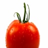 gene-in-tomatoes