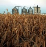 news-ethanol-drought-crops