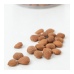 vitamin-b17-apricot-seeds